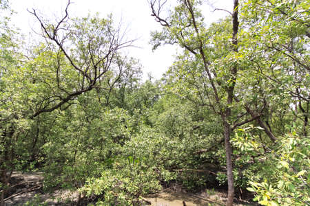 mangrove forestの写真素材