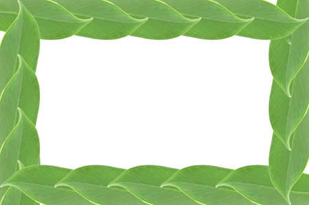 Natural green leaf frame on white background