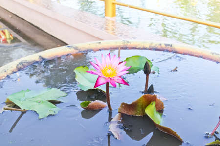 Purple lotus and green leaf in the basinの写真素材