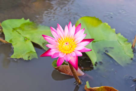 beautiful blossom pink lotus flower.の写真素材