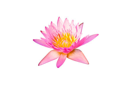 pink lotus flower.の写真素材