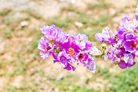 Cananga odorata flowers, Thai Flower Tabakの写真素材