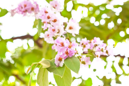 Blur short of Cananga odorata flowers, Thai Flower Tabakの写真素材