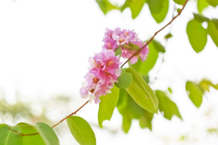 Blur short of Cananga odorata flowers, Thai Flower Tabakの写真素材