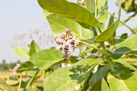 Purple crown flower blooming on the tree. (Calotropis gigantea)の写真素材