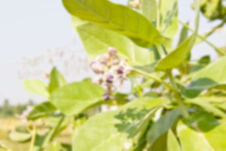Blur image of Purple crown flower blooming on the tree. Calotropis giganteaの写真素材