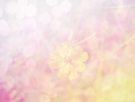 Cosmos flower, Blooming cosmos flowersの写真素材