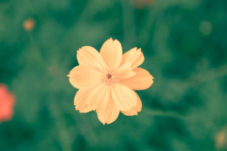Cosmos flower, Blooming cosmos flowersの写真素材