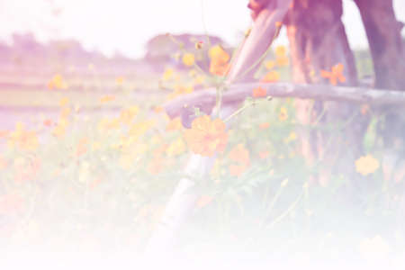 Cosmos flower, Blooming cosmos flowers