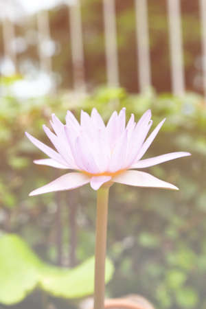 Purple Lotus Flower., Lotus Flowerの写真素材