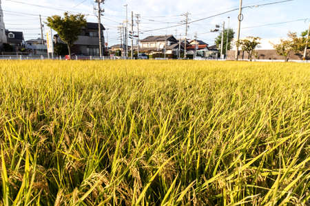 Ripening rice in a paddy field., Green rice plant.の写真素材