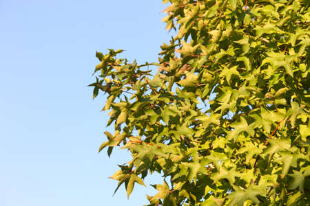 blur of maple leaf with clear blue sky., three maple leaves have changed color in fall.の写真素材