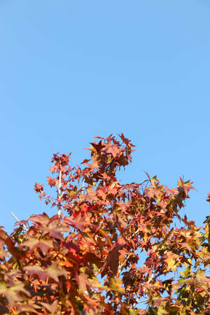 maple leaf with clear blue sky., three maple leaves have changed color in fall.の写真素材