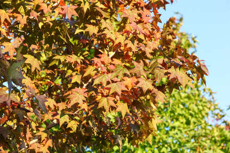 maple leaf with clear blue sky., three maple leaves have changed color in fall.の写真素材