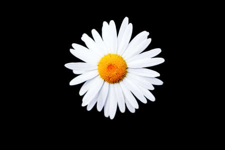 White Daisy Flower on black background., soft focusの写真素材