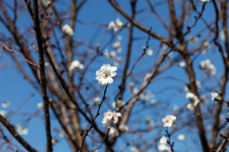 Pink blossom sukura flowers on a spring day in Japan., Beautiful flowering Japanese cherry - Sakura.