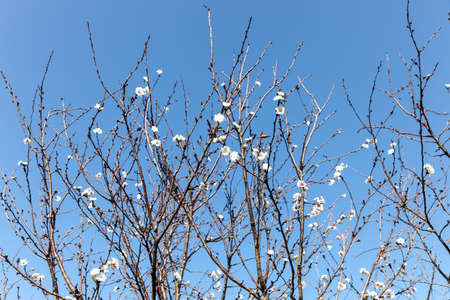 Pink blossom sukura flowers on a spring day in Japan., Beautiful flowering Japanese cherry - Sakura.