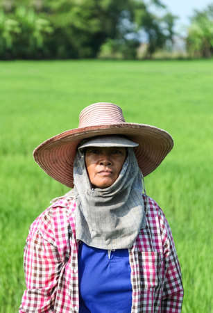 Ratchaburi, THAILAND - SEPTEMBER 20, 2015: : Farmer working at green rice field. on September 20,2015 in Ratchaburi, Thailand.のeditorial素材