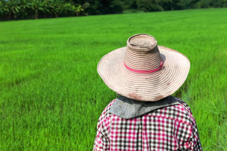 Farmer working at green rice field.,Farmer in paddy fields.の写真素材