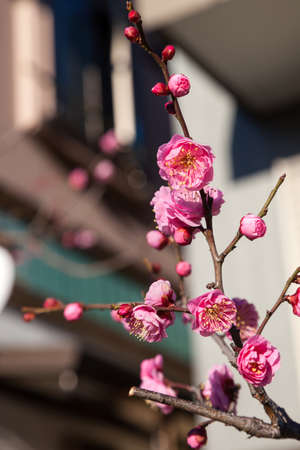 Pink blossom sukura flowers on a spring day in Japan., Beautiful flowering Japanese cherry - Sakura.の写真素材