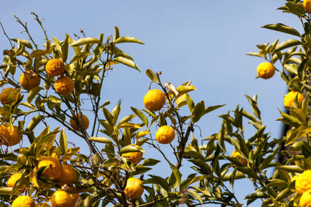 Leech lime or Bergamot fruits hanging on its treeの写真素材
