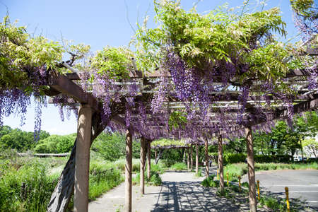 Spring flowers series., wisteria trellis in garden., in motion blurの写真素材