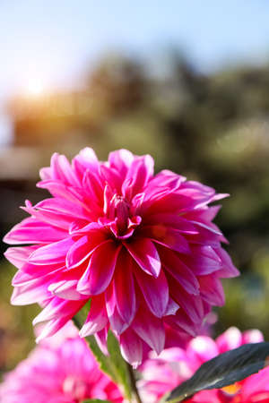 A big pink dahlia flower on sunny dayの写真素材