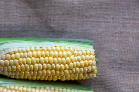 Fresh corn fruits with green leaves isolated .,An ear of corn isolated.