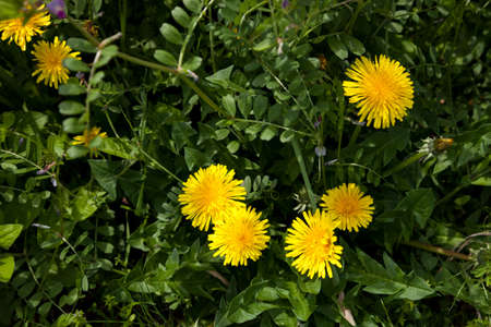 Dandelion, Dandelion flower in spring time,