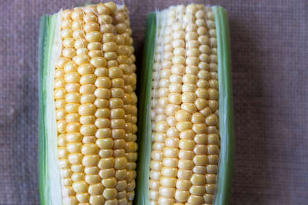 Fresh corn fruits with green leaves isolated .,An ear of corn isolated.