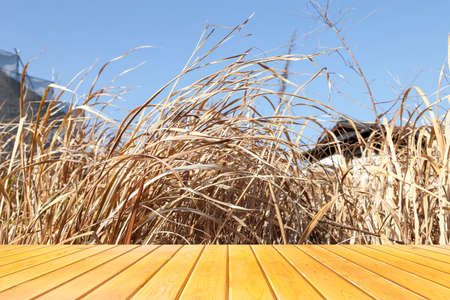 yellow dry grass field with blue sky.