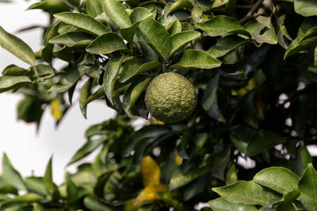 Leech lime or Bergamot fruits hanging on its treeの写真素材