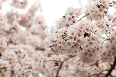 Pink blossom sukura flowers on a spring day in Japan., Beautiful flowering Japanese cherry - Sakura.
