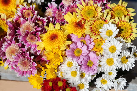Gerbera flowerの写真素材