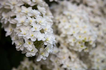 Hydrangea flower full bloom in garden.