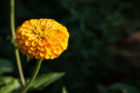 Zinnia flower., Beautiful Zinnia flower in full bloom.の写真素材