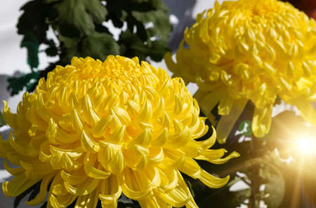 A big yellow dahlia flower on sunny dayの写真素材