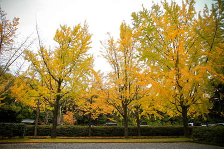 The colorful yellow ginko leaves branch tree., Golden leaves of gingko treesの写真素材