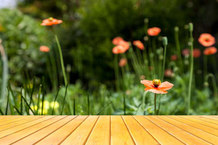 Poppy flowers field, summer beautiful landscape.