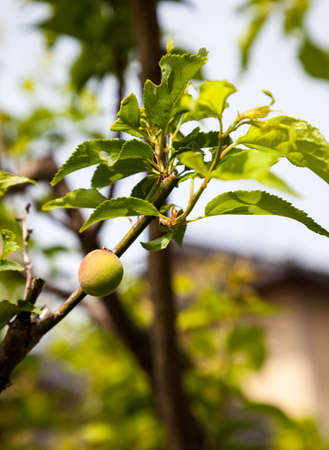 Young green ume plum fruit on a tree., Japan plum.の写真素材