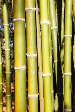Green bamboo tree in a garden., Green bamboo background.の写真素材