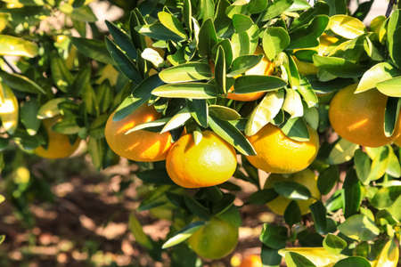 Branch orange tree fruits green leaves in Japan.の写真素材