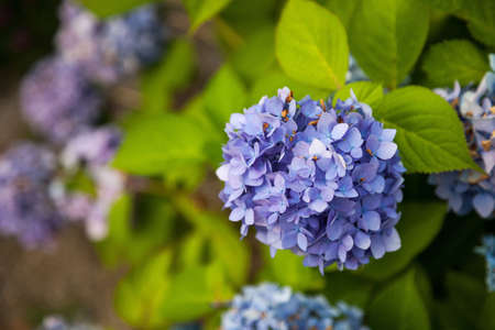 Hydrangea flower full bloom in garden.