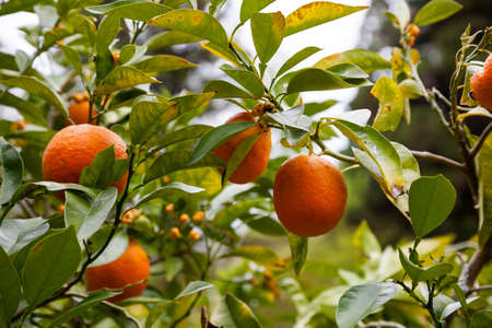 orange trees with fruits on plantation in Japan.の写真素材