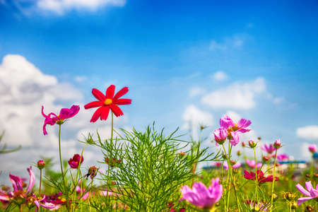 Beautiful spring Cosmos flower background., Cosmos flower.の写真素材