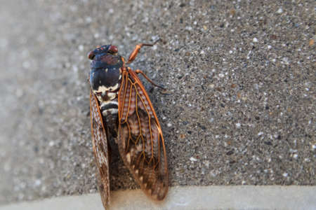 Cicada sits on pole with blurred background. Cicada Bug.の写真素材