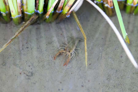 Crayfish Procambarus Clarkii Ghost on nature background
