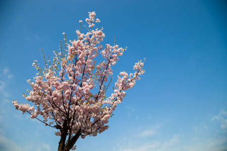 Pink blossom sakura flowers on a spring day in Japan., Beautiful flowering Japanese cherry - Sakura.