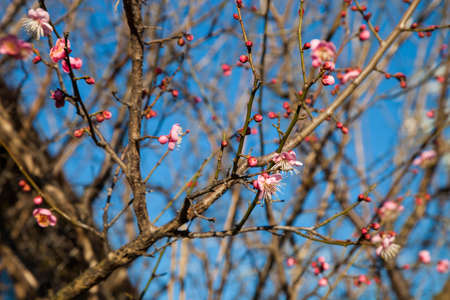 Flowers plum blossoming in spring