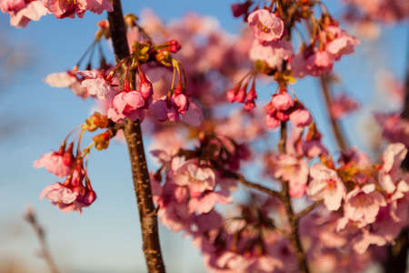 Pink blossom sakura flowers on a spring day in Japan., Beautiful Japanese Cherry blossoms - Sakura.の写真素材